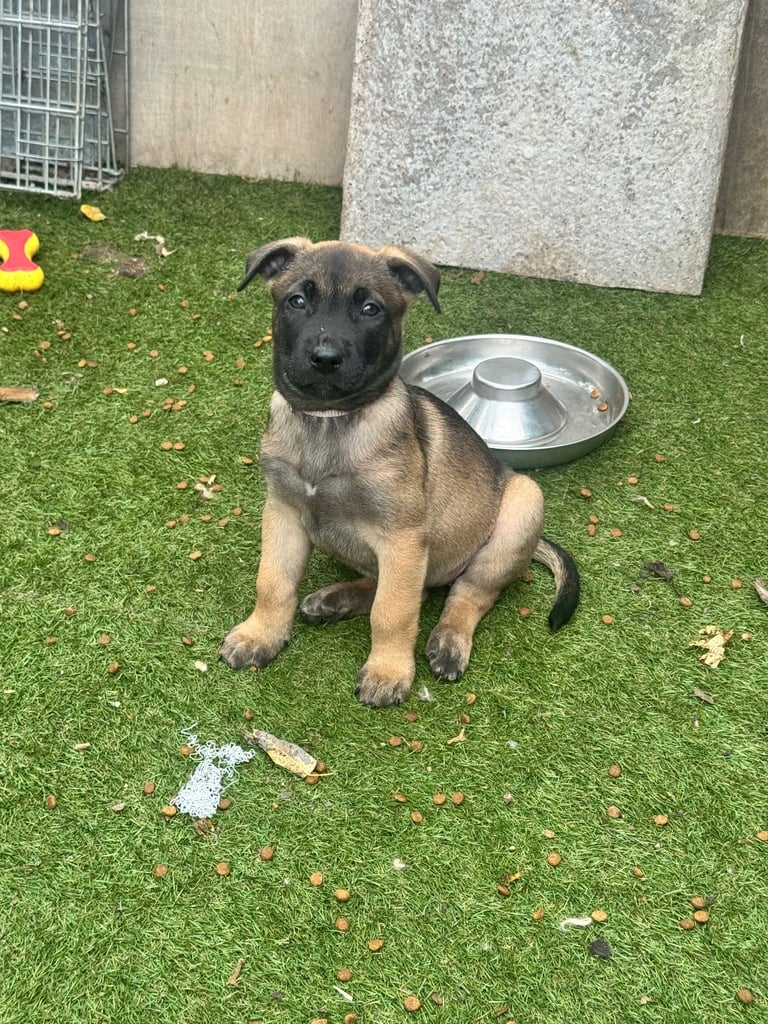 Belgian malinois 