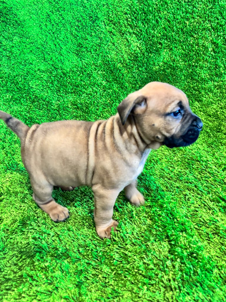 Puppies Boerboel X Mastiff Puppies