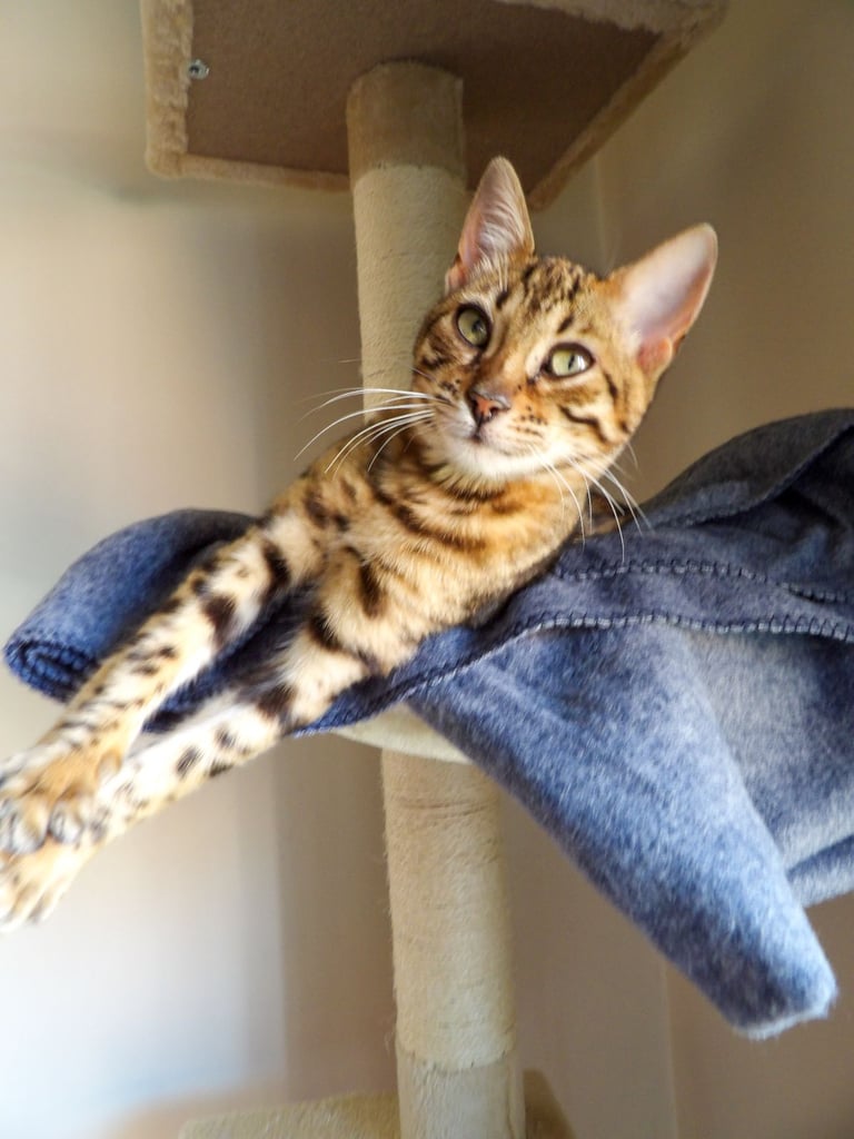 Leash trained Bengal Female looking for home 