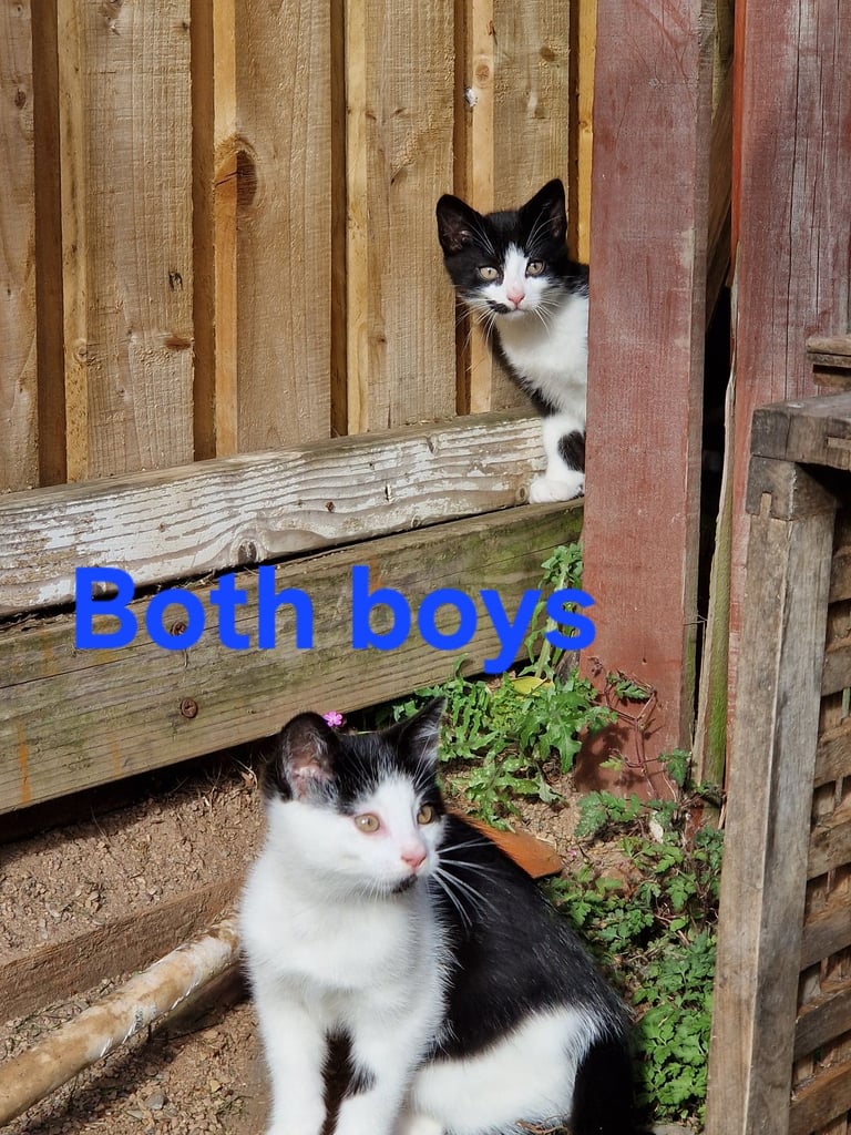 Adorable and Super Playful Kittens