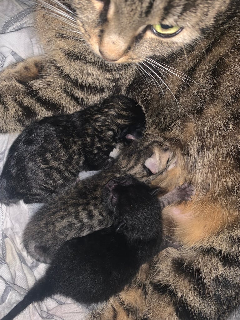 mixed tabby kittens 