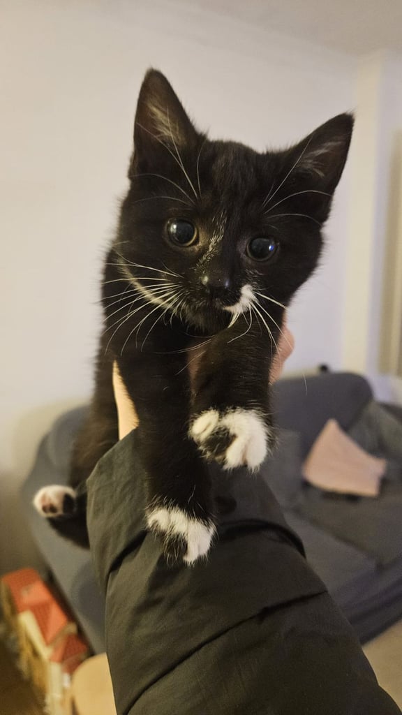 image for Kitten for sale