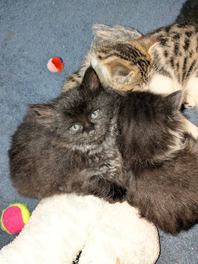 Maine Coon Cross Kittens 