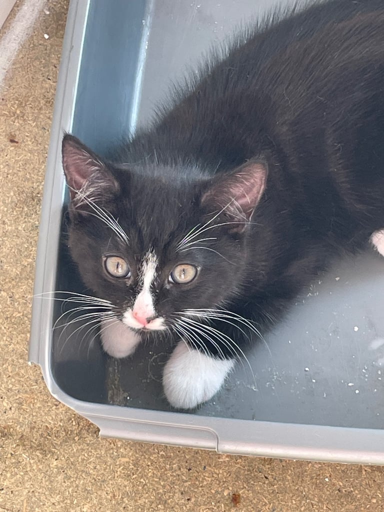 Kittens for sale
