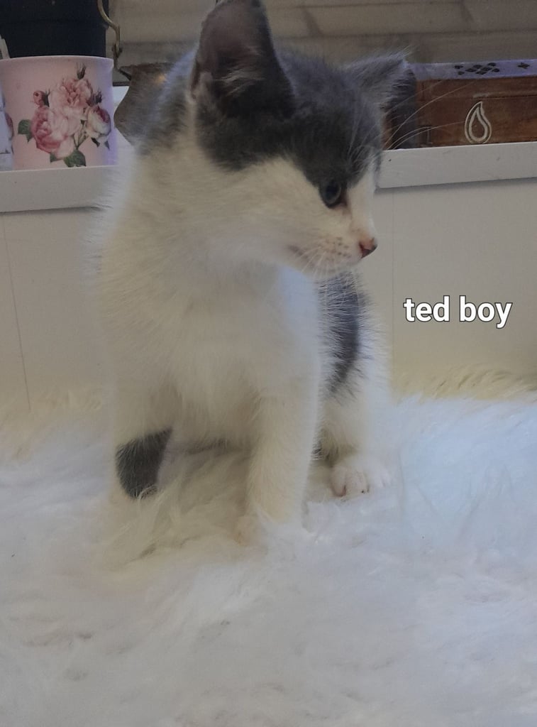  Bi colour white and blue kittens siamese/british shorthair/mix