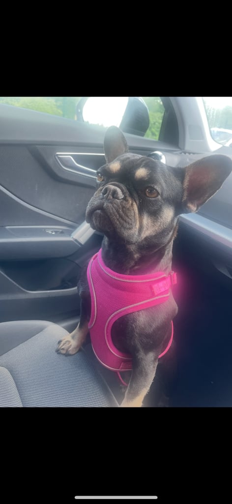 Female French bulldog 