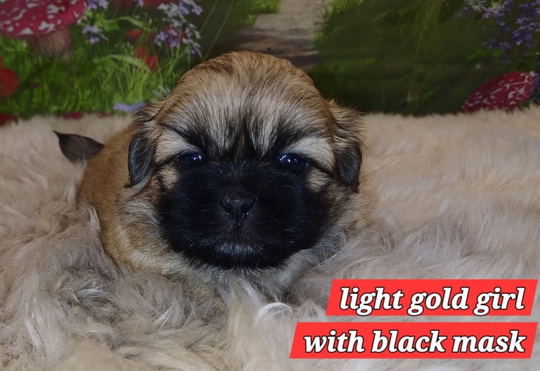 Small shih tzu/ shihtzu pups