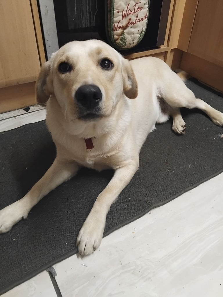 Golden lab for sale