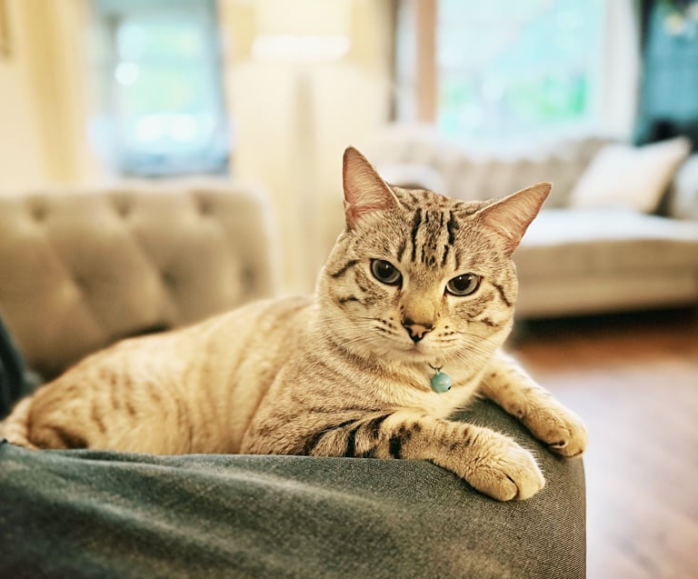 SNOW LEOPARD - SNOW BENGAL KITTENS -LAST ONE LEFT Ready now