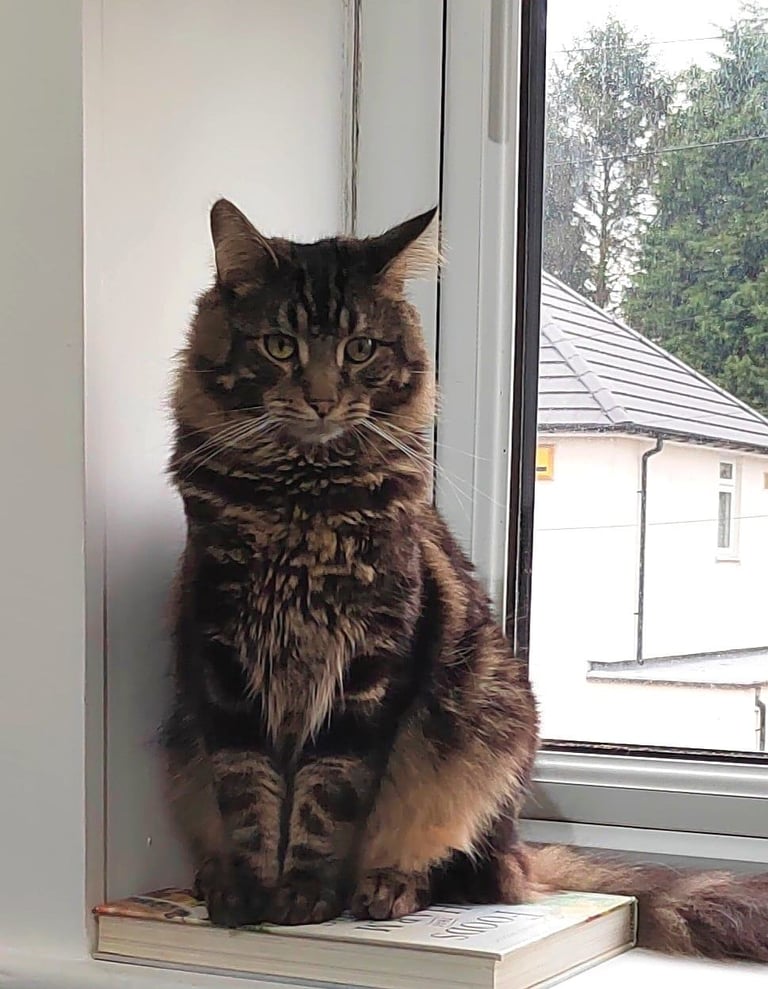 Male cat