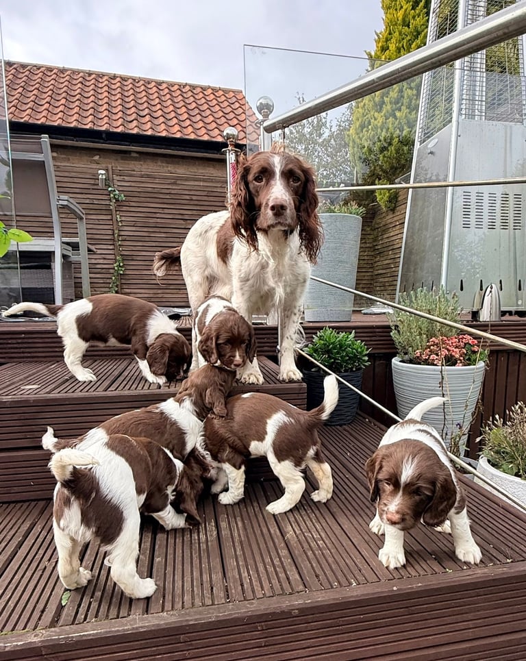 ENGLISH SPRINGER SPANIEL PUPPIES KC REGISTERED 