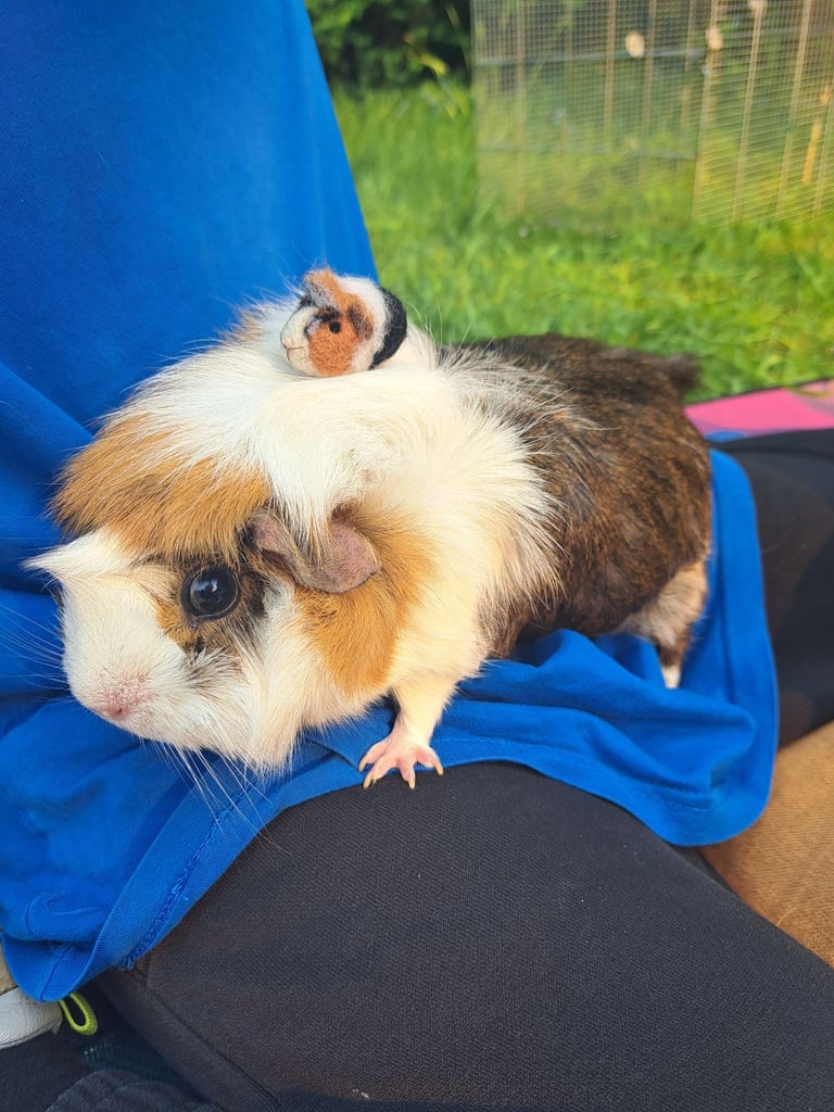 Two Adult Guinea Pigs in need of a home 