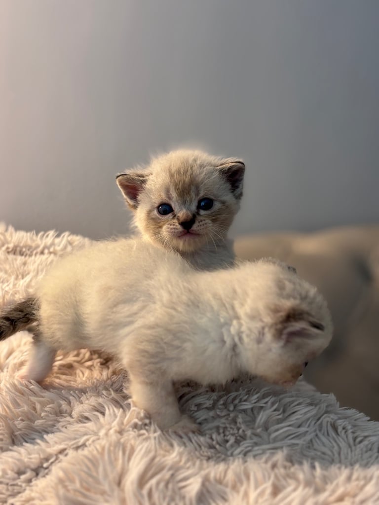 ONLY 2 LEFT! 🐾✨ Adorable Persian × Bengal Kittens Looking for Loving Homes! ✨🐾