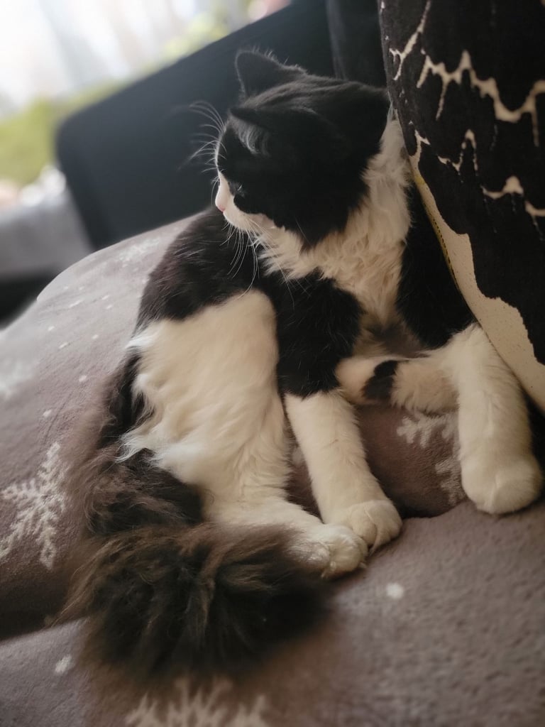 Kitten for sale