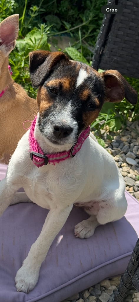 For sale luna