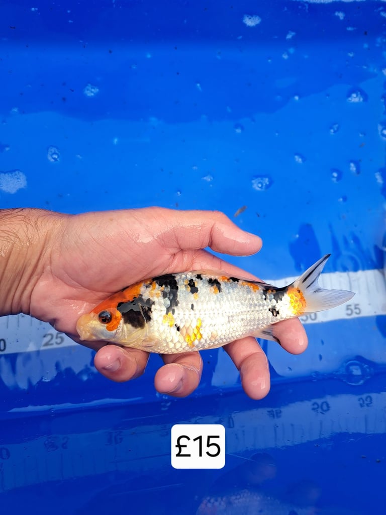 Koi for sale