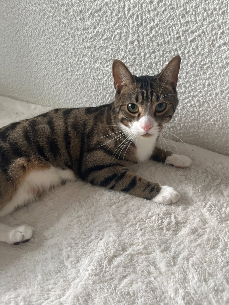Half Bengal Cat Male (Neutered & Microchipped)