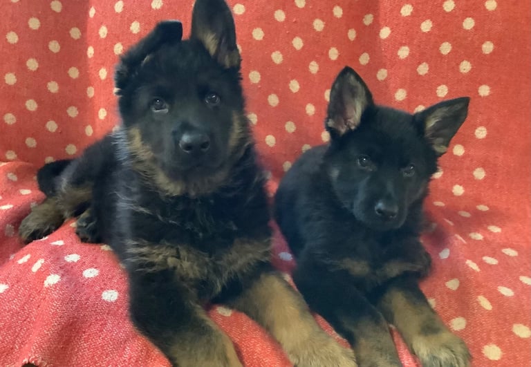Stunning german Shepard puppies . Ready to leave now 8 weeks old 