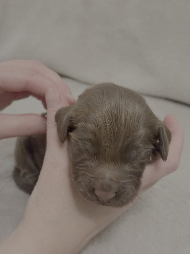 Cocker spaniel puppies for sale