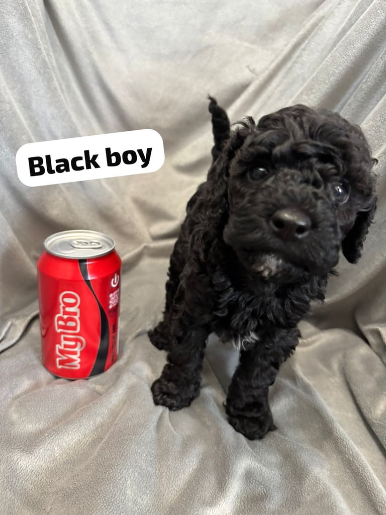 CAVAPOOCHON PUPPIES!!
