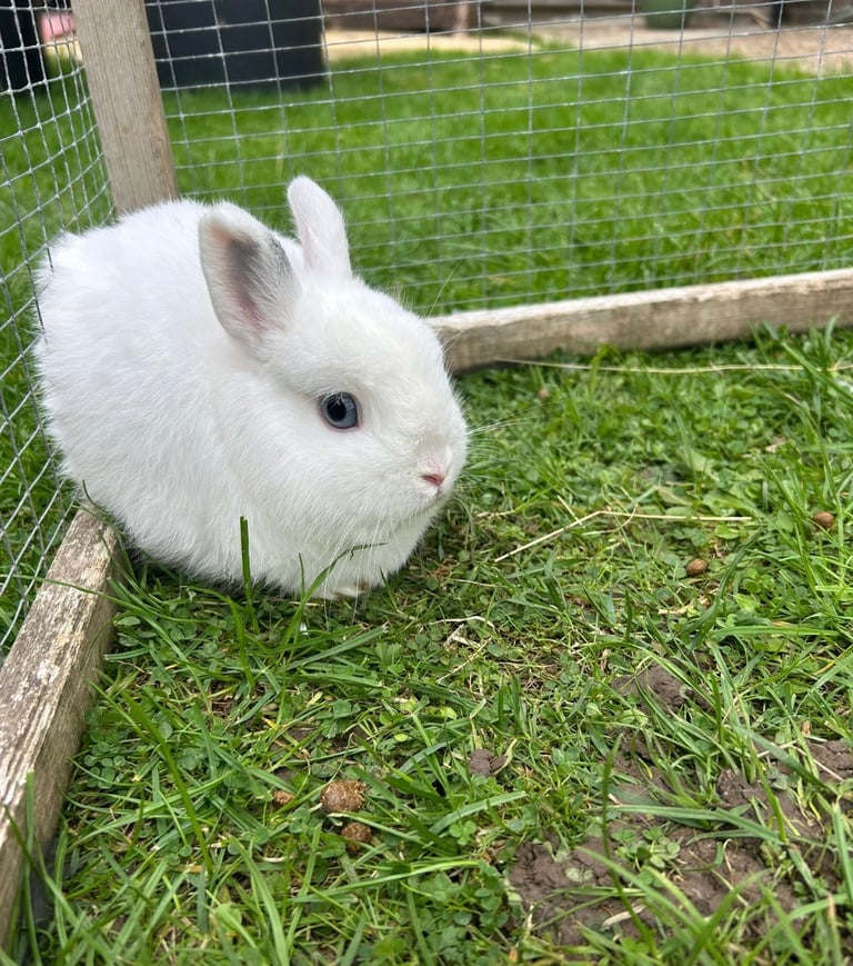 Super friendly, super cuddly Netherland Dwarf boy