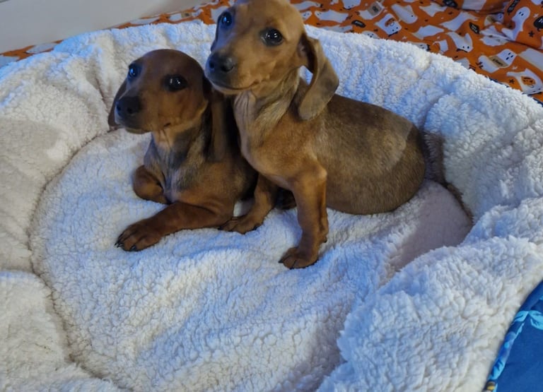 Beautiful full breed dachshund puppys