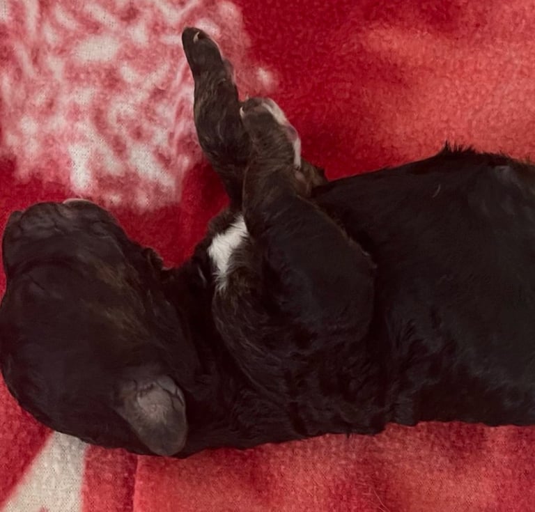Cockapoo puppies 