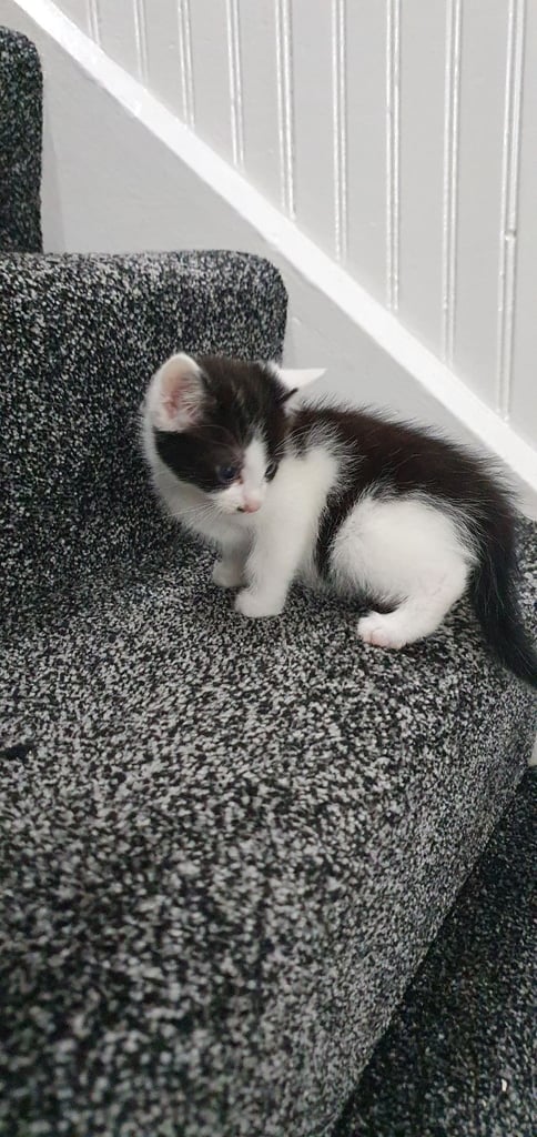 Kittens for Sale £60