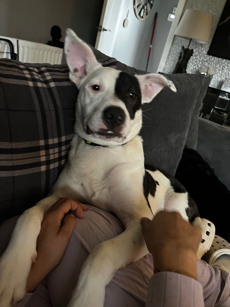 Staffy pup - needs a good home 