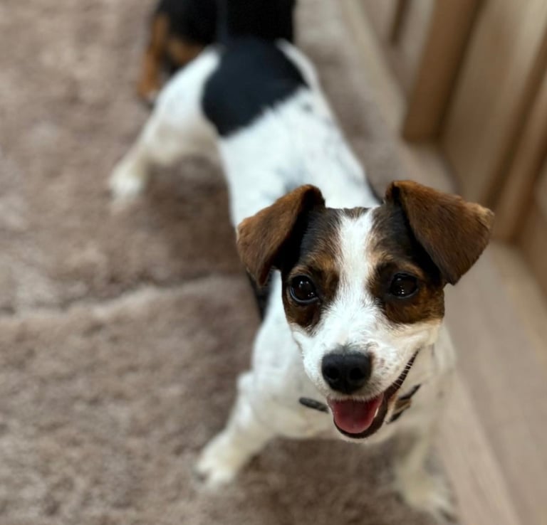 Traditional Miniature Jack Russell Puppies!