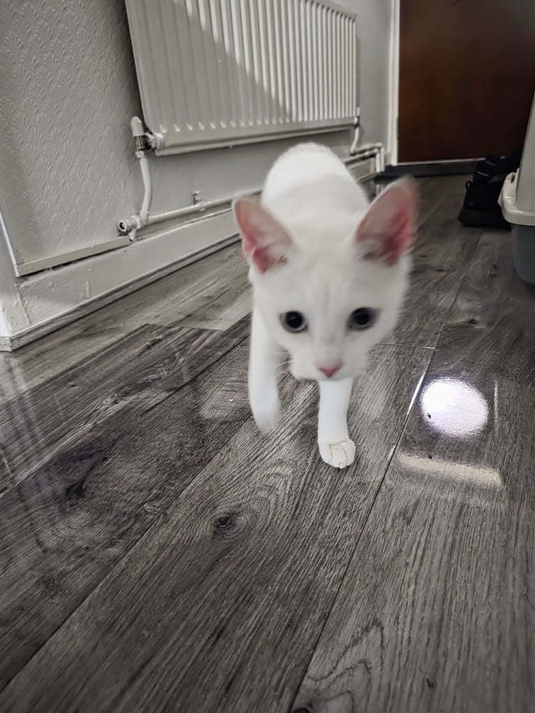 Turkish angora female kitten