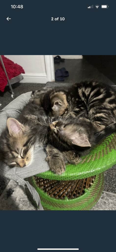 2 kittens for sale 1x male 1x female 