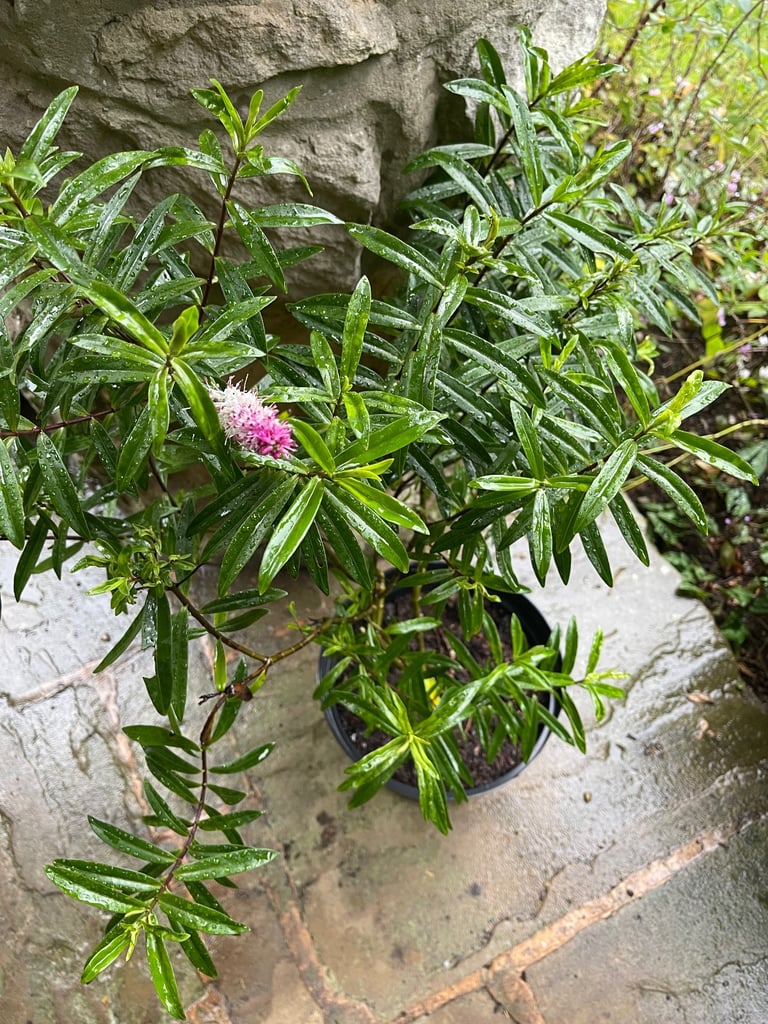 Hebe plant. £10 Collect Fulham
