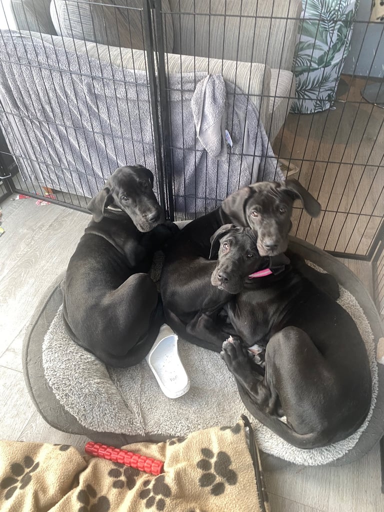 Great Dane Puppies KC Reg