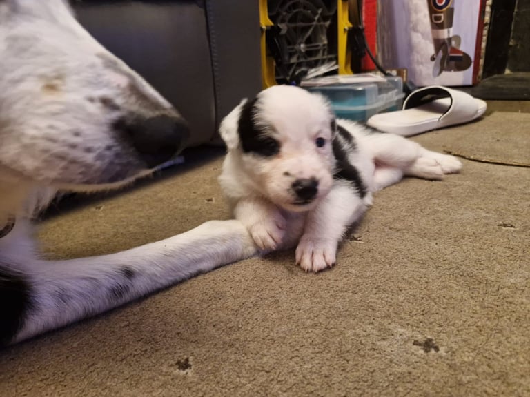 2 x black and white male puppies for sale 