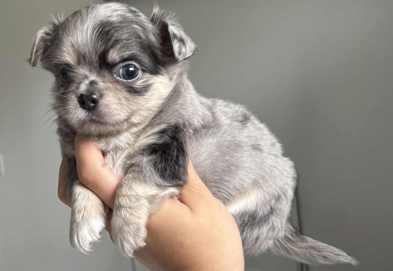 READY TO LEAVE SOON Blue Eye Merle, Tiny Longhair chihuahua 