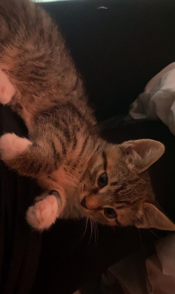 Beautiful kittens 