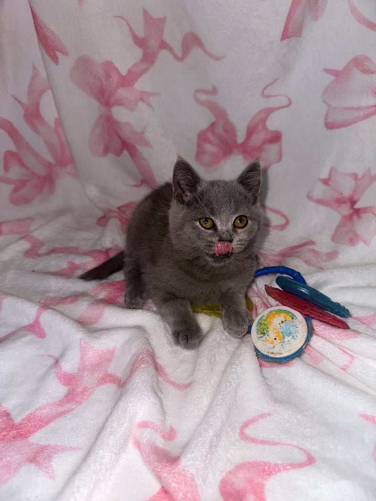 British shorthaired kittens 