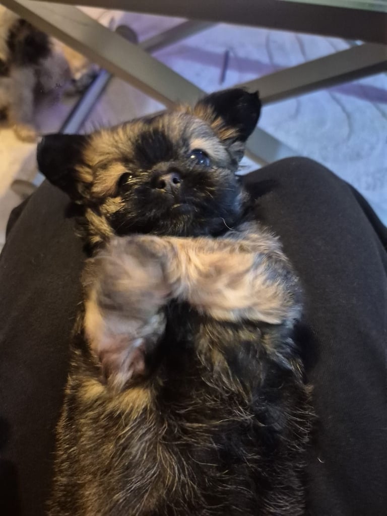image for Chihuahua shih tzu pup girl