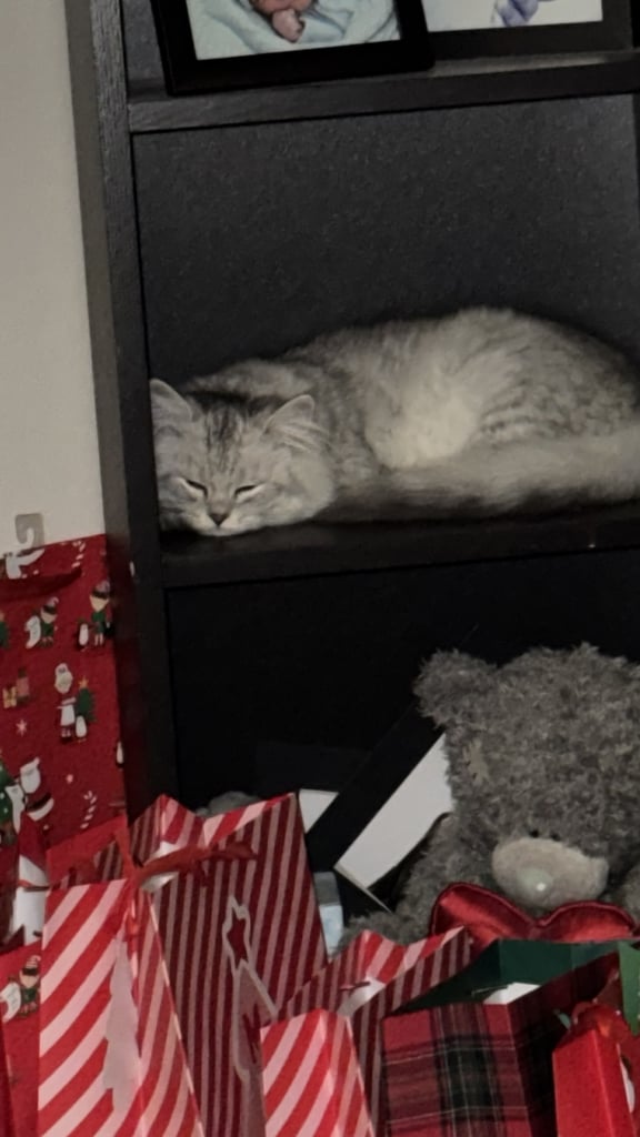 Persian Chinchilla Cat/Kitten