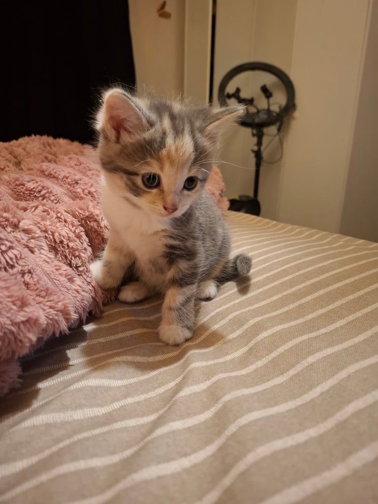 Kitten all sold pending collection 