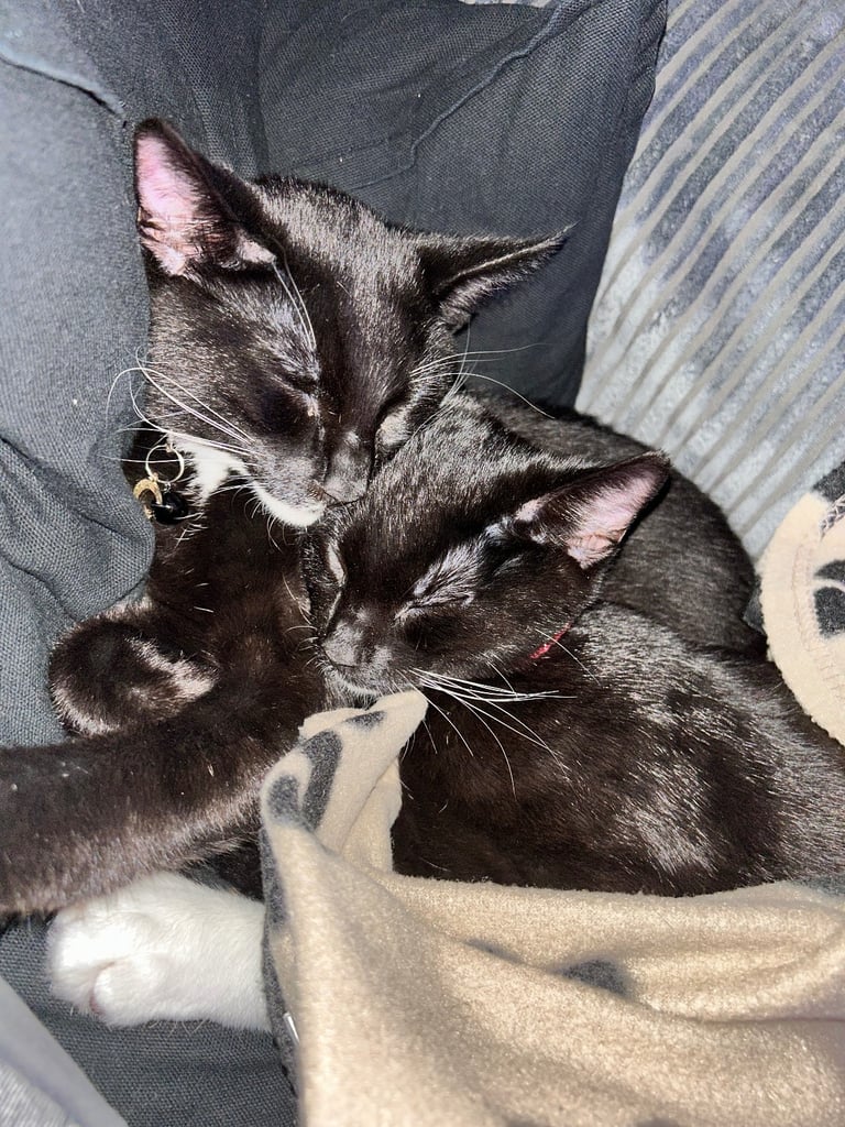 Two Kittens Boy & Girl