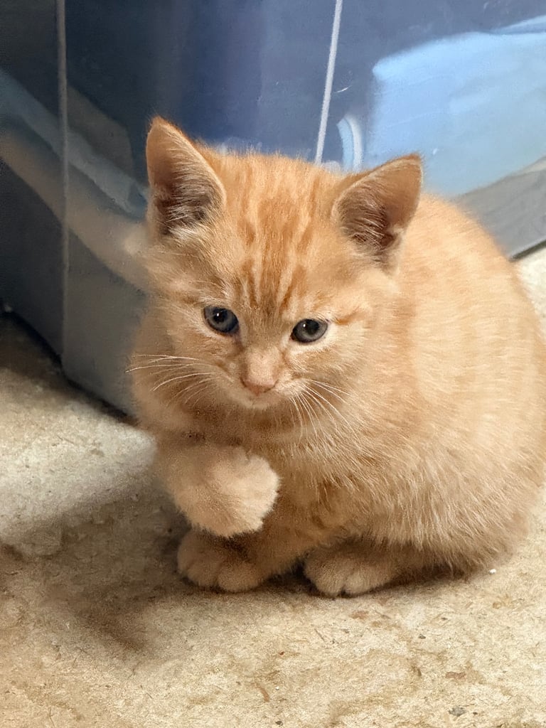 5 BSH-Mixed Kittens For Sale