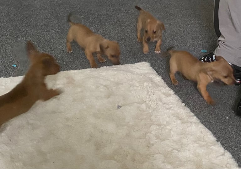 jack russell x daschounds 