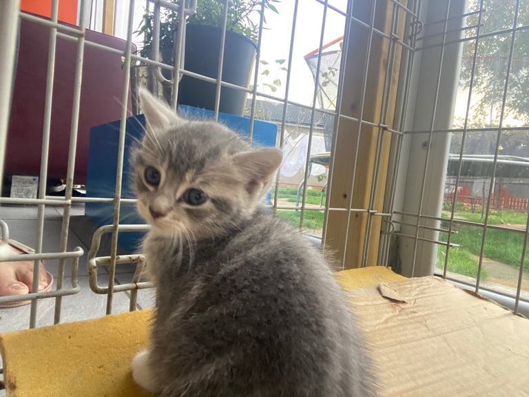 Two kittens available 