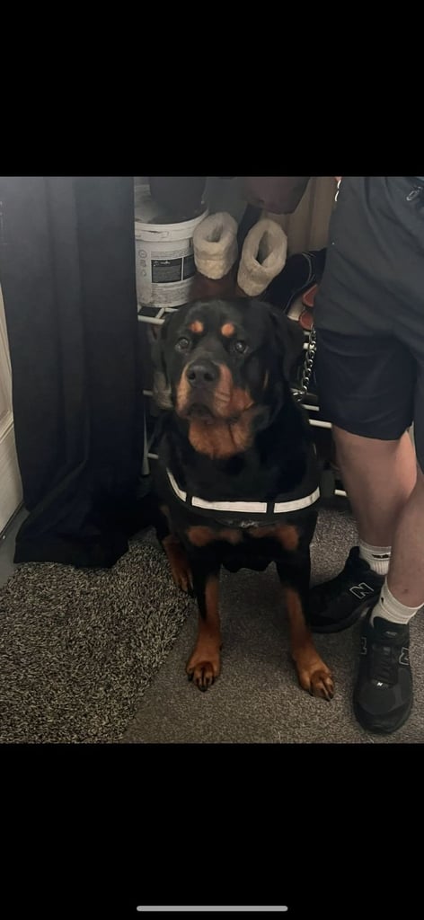 Beautiful rottweiler 