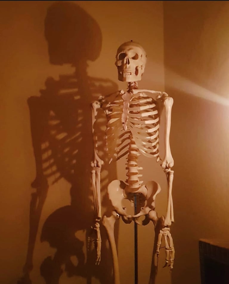 image for Vintage full size medical skeleton on wheels