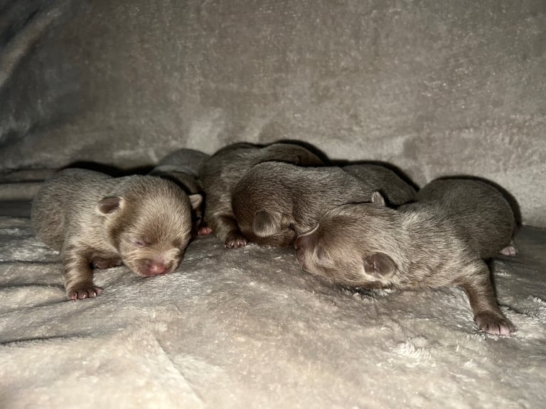 Chihuahua puppy’s 
