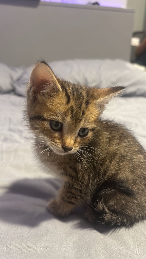 image for Kitten for sale 