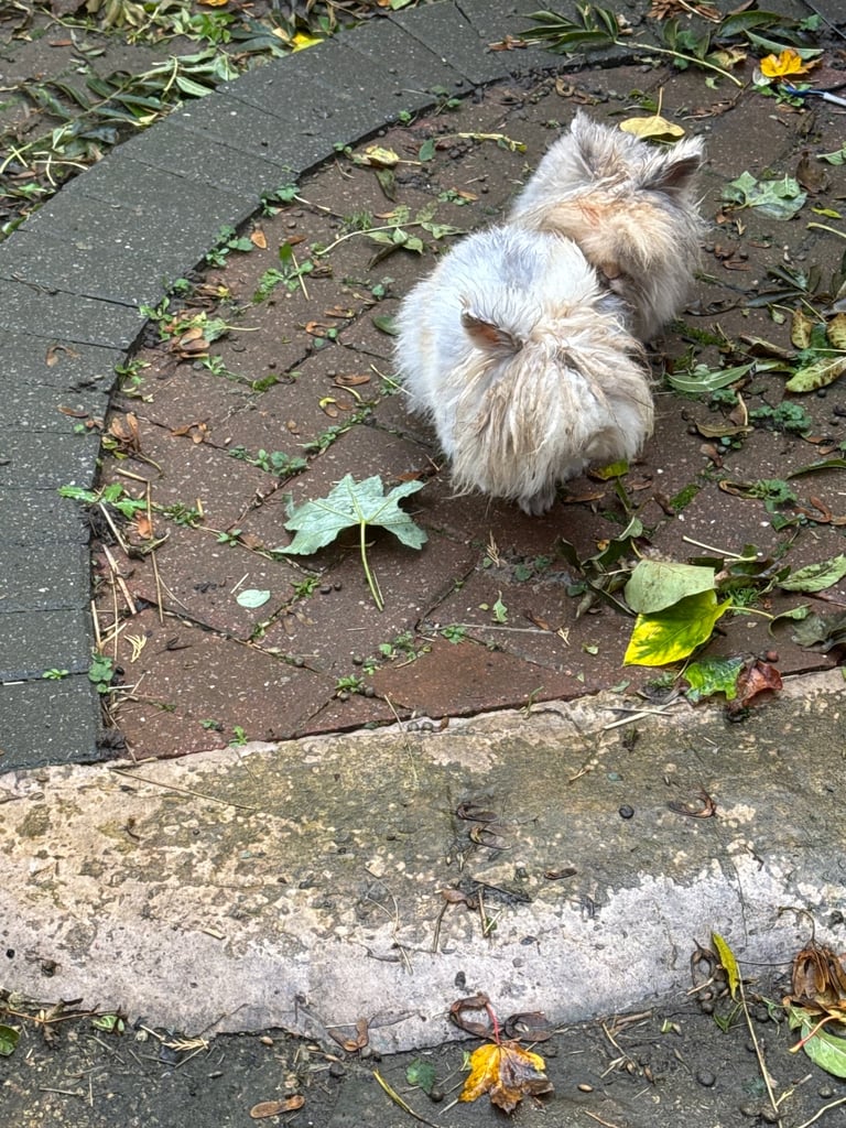 Two male rabbits (father & son) 